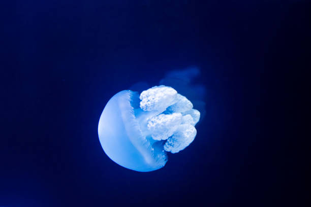 istock pretty jellyfish in close up 1175419346