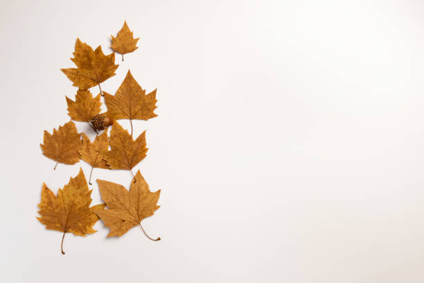 istock Isolated Autumn Leaves 1175420774