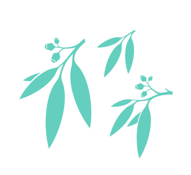 ilustraciones, imágenes clip art, dibujos animados e iconos de stock de el árbol del eucalipto. hojas aisladas sobre fondo blanco. el árbol de goma - australian culture illustrations