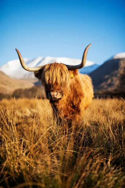 A shaggy haired Highland cow posing in the field for his close-up portrait, Highland Cattle are well known for their Scottish heritage and origins, with long horns and wonderful full long haired coats, they can survive in Scotland's harshest of weather conditions.