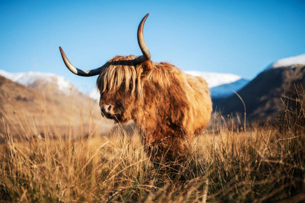 bovinos - cattle highland cattle beef animal fotografías e imágenes de stock