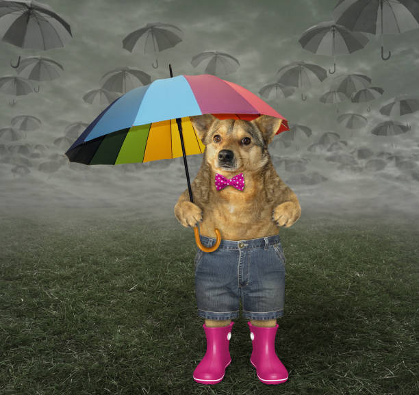 istock Dog in pink rubber boots on the grass 1175421880