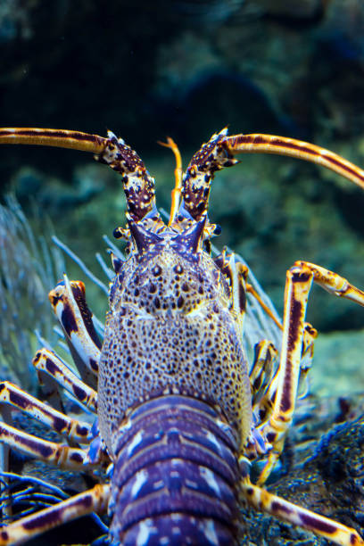Boy holding crab close up