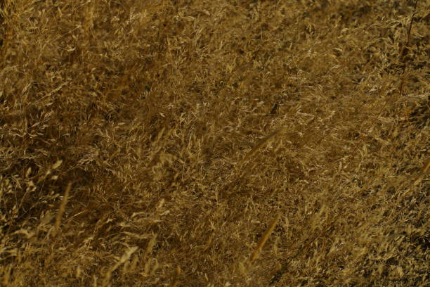 istock Bush of wild herbs 1175423599