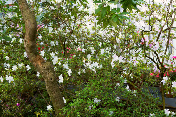 istock Beautiful blossom azaleas 1175423850