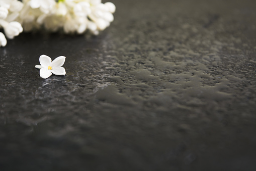 Spa concept with white aroma lilac on wet black background after rain. Copy space. Selective focus. One flower of lilac. Dark photo. Ready blank for text