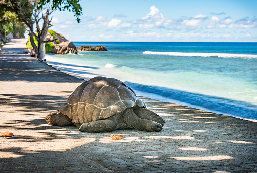 Seychelles giant tortoise, La Digue island.