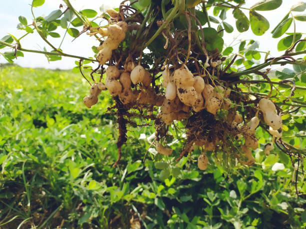 farmer harvest peanut on agriculture plantation. - arachis hypogaea fotos imagens e fotografias de stock