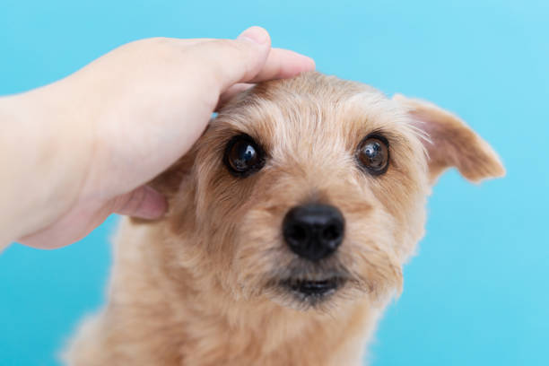 istock Norfolk Terrier dog against blue background 1175427585