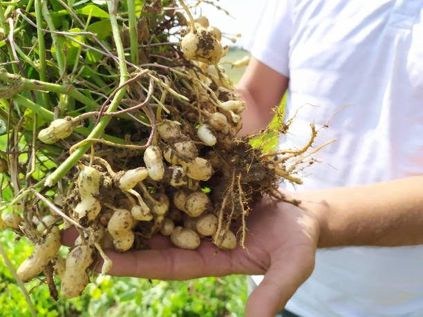 farmer harvest peanut on agriculture plantation.