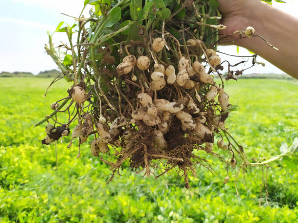 istock farmer harvest peanut on agriculture plantation. 1175428045