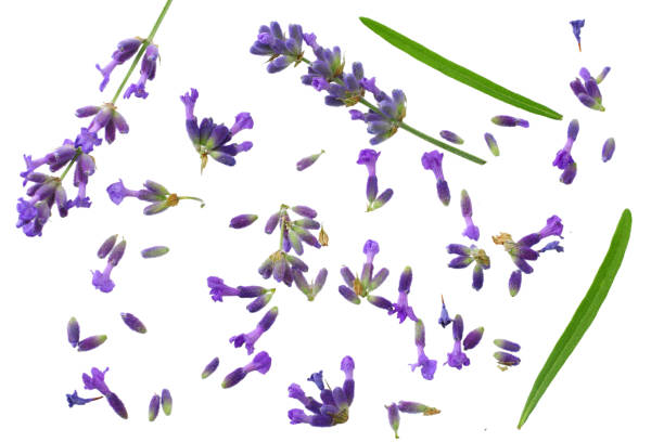 istock lavender flowers isolated on white background. top view 1175428457