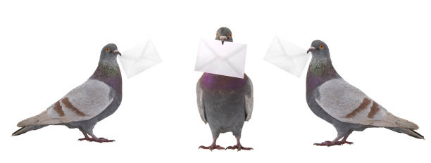 istock gray doves with envelope isolated on white 1175428466