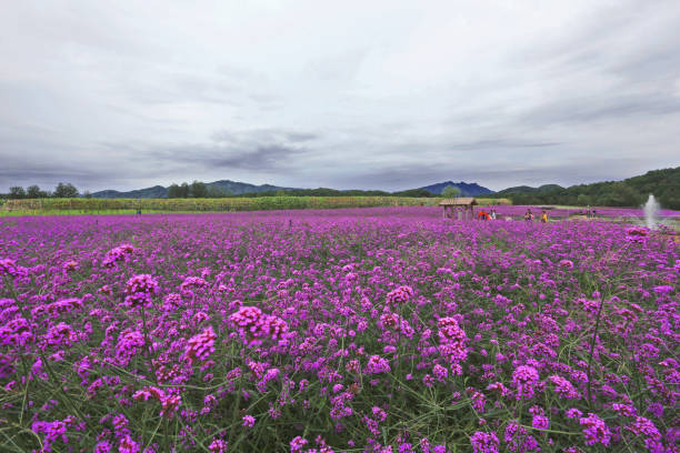 Korea DMZ, Peace Blossom Festival was held in Cheolwon, Gangwon-do Korea.