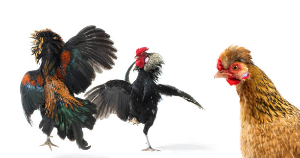 istock looking chicken on fighting roosters isolated on white 1175431202