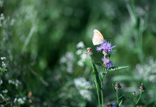 Pollination of wildflowers.