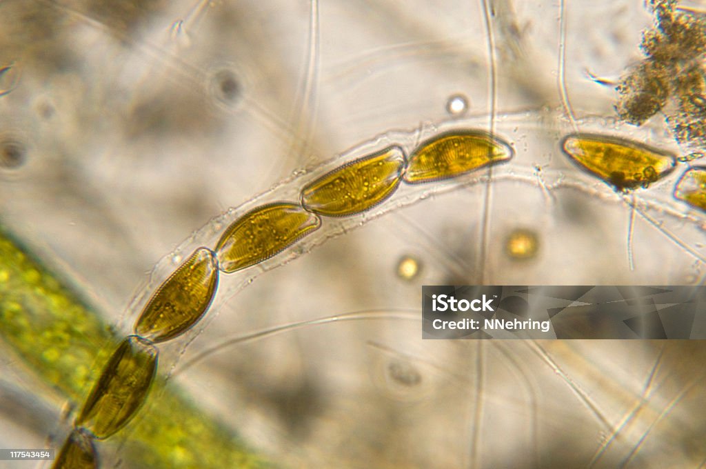 Micrografía Encyonema diatoma - Foto de stock de Diatoma libre de derechos