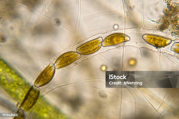 Diatomácea Encyonema Micrografia - Fotografias de stock e mais imagens de Diatomácea - Diatomácea, Alga, Ampliação