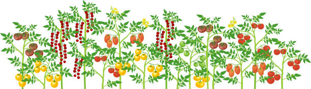 Agriculture plant border. General view of group of fruit-bearing different tomato plants with ripe tomatoes isolated on white background. Harvest time Agriculture plant border. General view of group of fruit-bearing different tomato plants with ripe tomatoes isolated on white background. Harvest time tomato plant stock illustrations