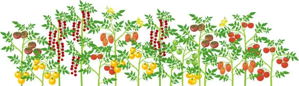 Vector illustration of Agriculture plant border. General view of group of fruit-bearing different tomato plants with ripe tomatoes isolated on white background. Harvest time