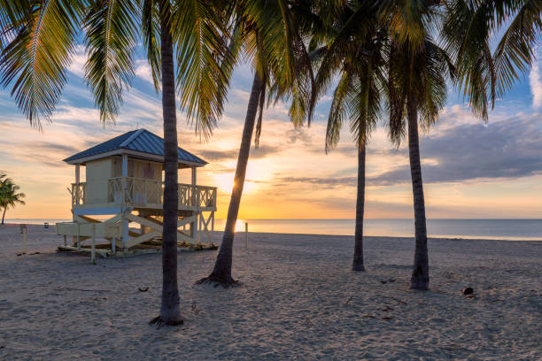 istock Palm trees at Sunrise by the ocean beach 1175436505