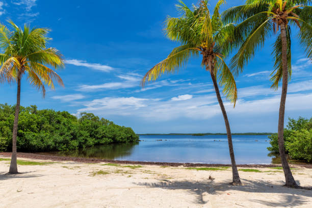 istock Palm trees on a tropical sandy beach in Florida Keys. 1175436546
