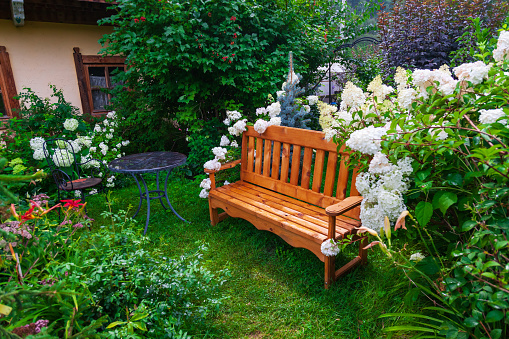 Blooming garden in the courtyard of a country house with a wooden bench, large white flowers around it, green plants and trees.