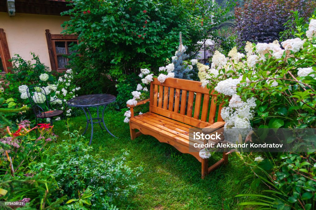 Blooming garden in the courtyard of a country house with a wooden bench, large white flowers around it, green plants and trees. Yard - Grounds Stock Photo