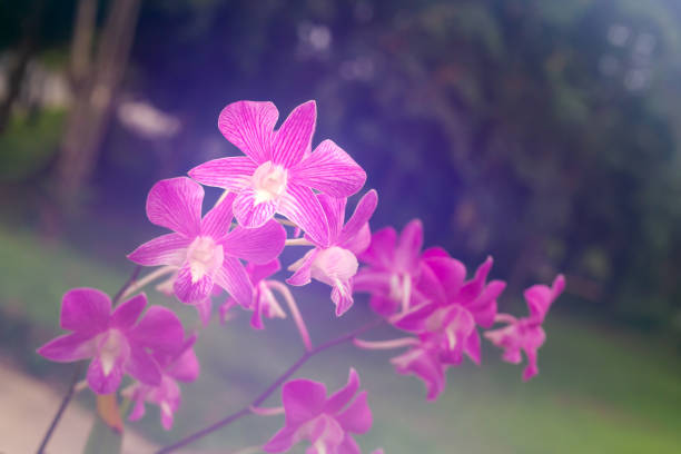 purple orchid with glow background, selective focus