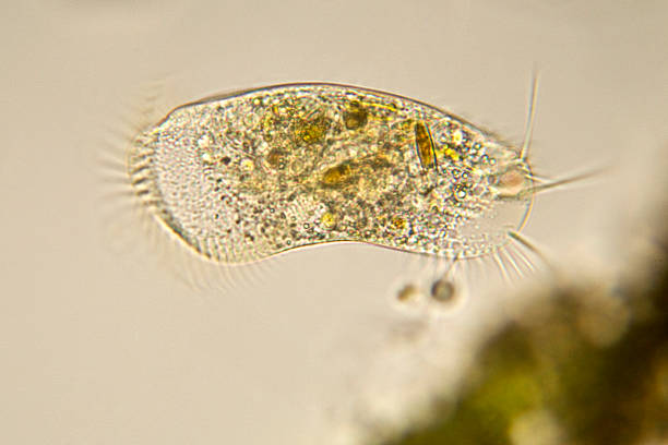 stylonychia 顕微鏡写真 - pond life ストックフォトと画像