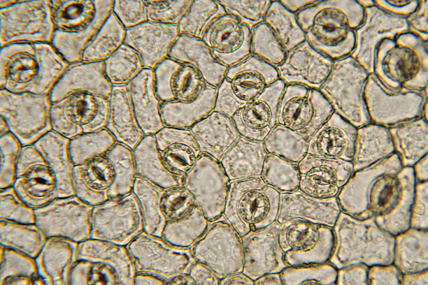 気孔 dicot の顕微鏡写真 - guard cells ストックフォトと画像