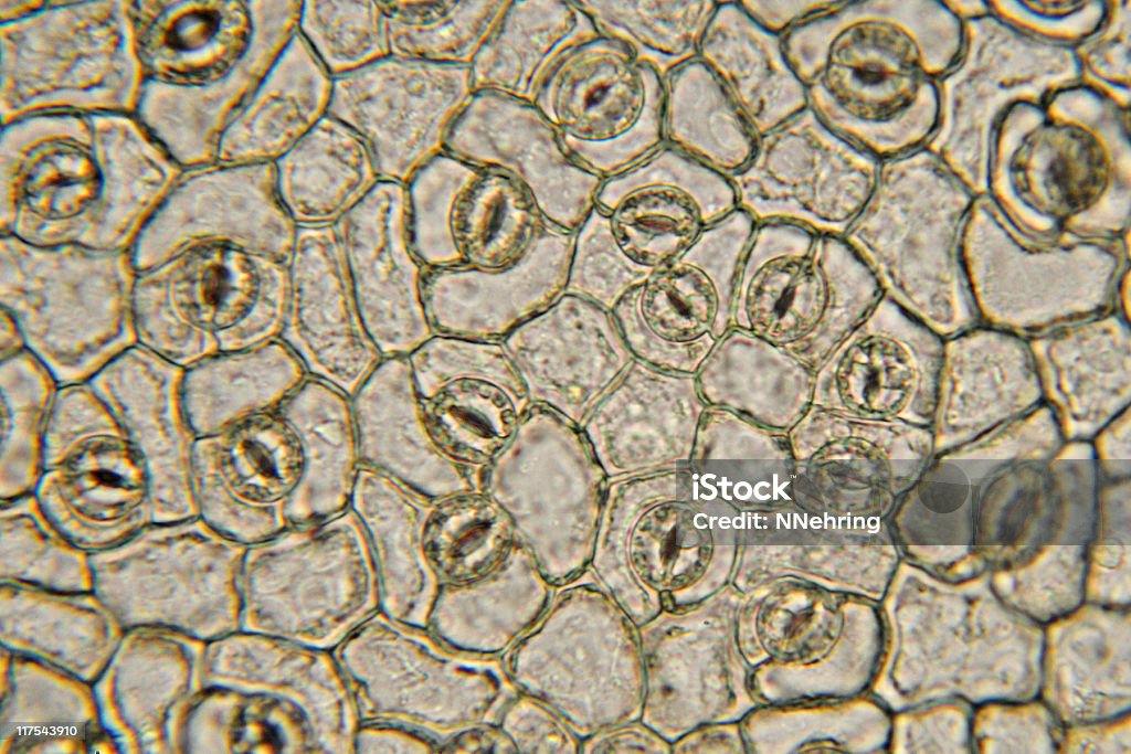 stomata of dicot micrograph Photomicrograph of stomata of leaf. Typical dicot distribution of stomata. Live specimen. Wet mount, 40X objective, transmitted brightfield illumination. Stomata - Plant Part Stock Photo