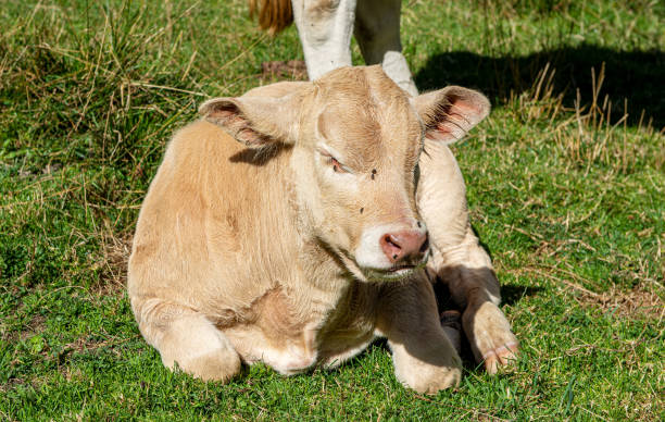 istock very young male calf sitting on the grass 1175439587