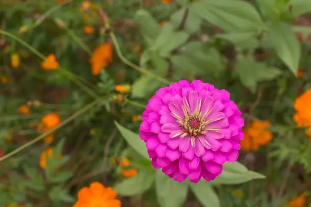 Close up of pink zinnia flower