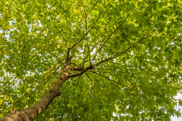 istock above ground trees in green nature 1175440856