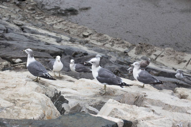 istock Seagulls stand at the pier in groups. 1175441967