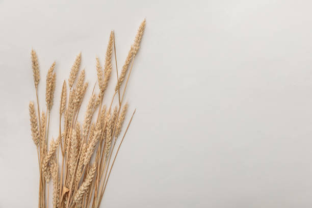 istock top view of wheat spikes isolated on white 1175443224