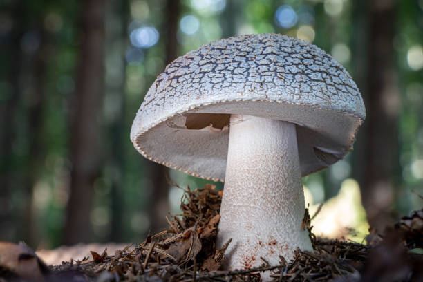 Detail of edible mushroom amanita rubescens Detail of edible mushroom amanita rubescens known as blusher with amazing background of summer forest amanita rubescens stock pictures, royalty-free photos & images