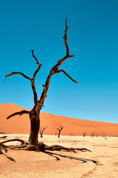 There's beauty even in barren places Shot of the Namibian desert beauty in nature vertical africa southern africa stock pictures, royalty-free photos & images
