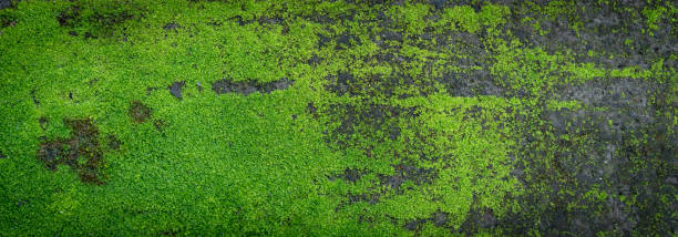 istock Moss green texture. Moss background. Green moss on grunge texture, background. Long web banner 1175444681