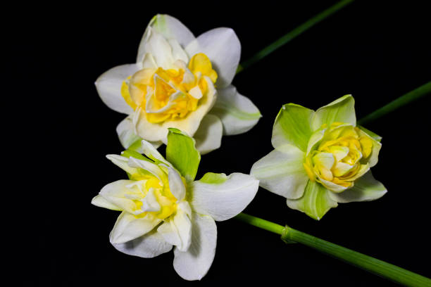 istock daffodils on dark background close up floral background 1175445298