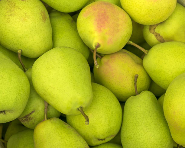 istock Ripe juicy pear. Harvesting in the fall.