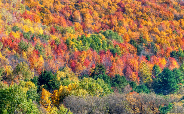 istock Autumn leaves in forest 1175448148