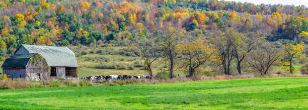 istock Autumn leaves in forest in rural vermont 1175448190