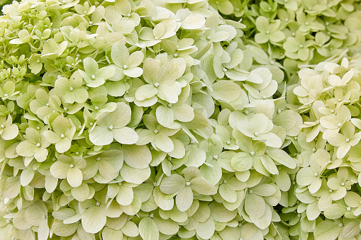 Floral texture of light green hydrangea. The delicate color of the inflorescence petals fills the entire field. Ornamental flowering plant in the garden.
