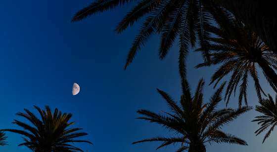 Panorama of silhouettes of Palm trees at sunset on Mefiterranean Island of Menorca