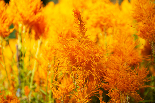 colorful yellow orange celosia flower with summer natural field background