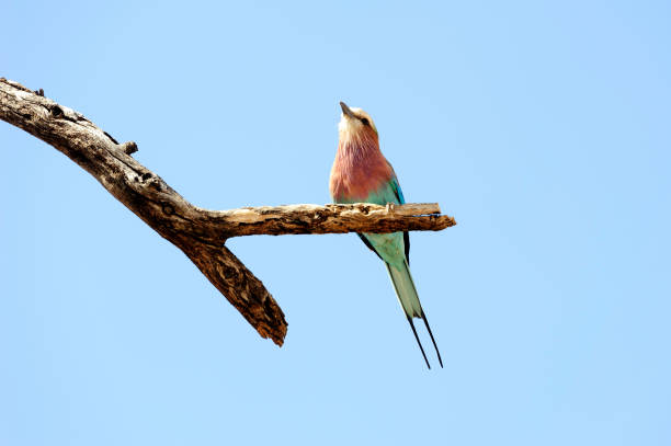 istock Lilac-breasted Roller, Vorkstaartscharrelaar 1175450277