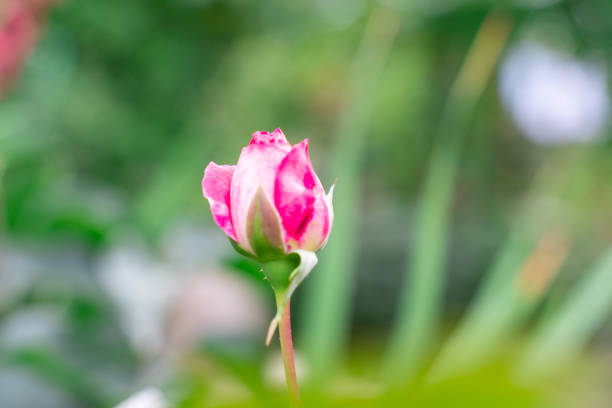 Red rosebud on natural green background with copy space