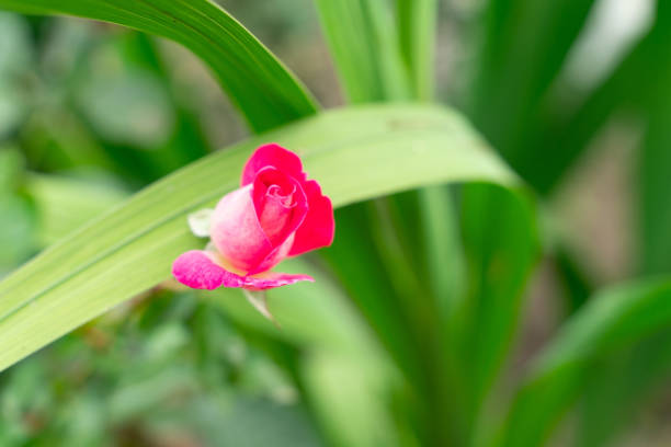 Red rosebud on natural green background with copy space